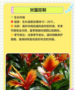 小凤梨花怎么养植 小凤梨花怎么养植