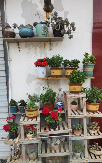 院子养花养鸟 院子养花养鸟