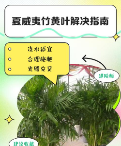 土栽竹子黄叶怎么办 土栽竹子黄叶怎么办