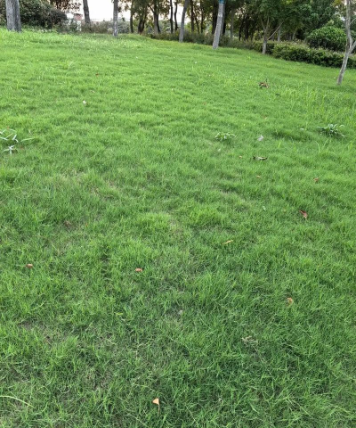 结缕草的建坪 结缕草的建坪