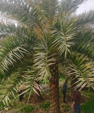 中东海枣的栽培管理方法 中东海枣的栽培管理方法