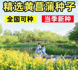 水烛栽培管理要点 水烛栽培管理要点