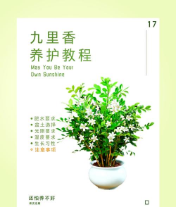 九里香花卉如何栽培 九里香花卉如何栽培