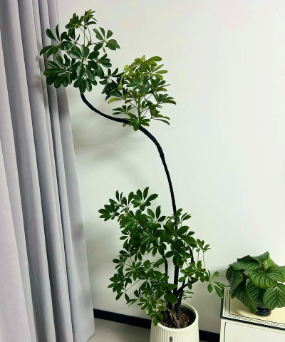 养花王同学 养花王同学