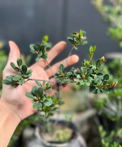 小春爱养花 小春爱养花