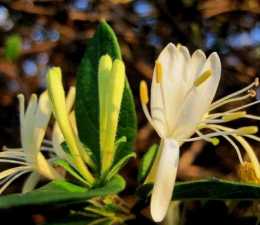 亮丽忍冬管理与扦插繁殖 亮丽忍冬管理与扦插繁殖