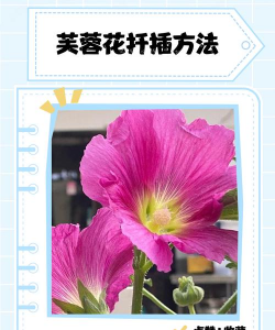 室内芙蓉花怎么繁殖 室内芙蓉花怎么繁殖