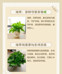 植物绿萝的寓意是什么 植物绿萝的寓意是什么
