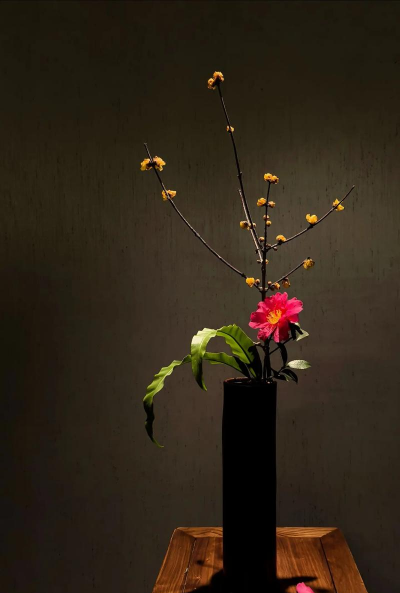 养花如修行 养花如修行