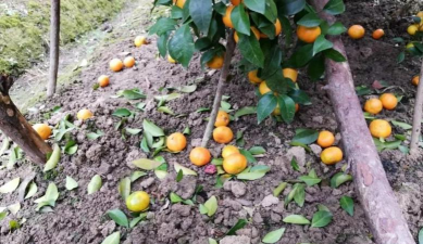 盆栽柑橘落果怎么回事 盆栽柑橘落果怎么回事