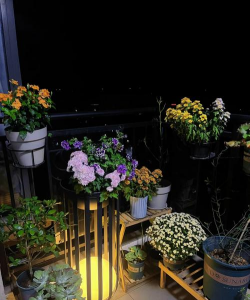 养花晚上看 养花晚上看