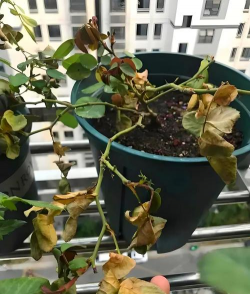 花为什么会蔫 花为什么会蔫