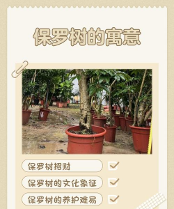 绿植保罗的寓意是什么 绿植保罗的寓意是什么