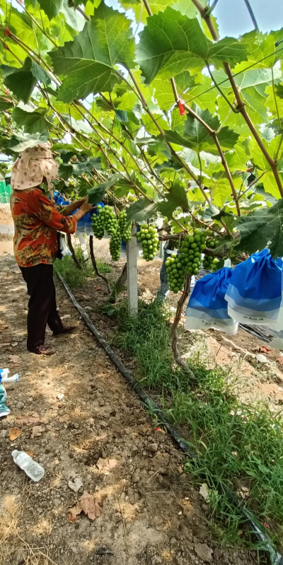 优质丰产葡萄管理技术 优质丰产葡萄管理技术
