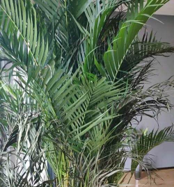 养花不去叶子 养花不去叶子