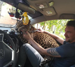 养花豹打猎 养花豹打猎