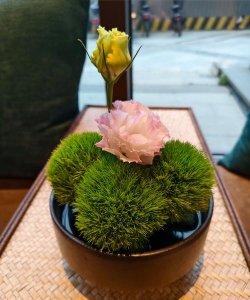 道长研究养花 道长研究养花