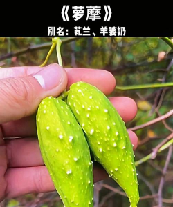 萝摩科什么植物有乳汁 萝摩科什么植物有乳汁