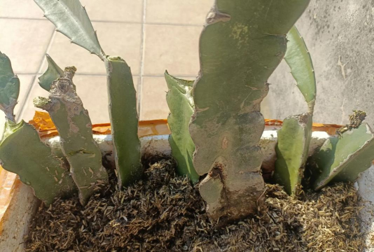 火龙果插枝怎么切 火龙果插枝怎么切