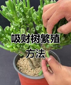 吸财树叶片怎么扦插 吸财树叶片怎么扦插