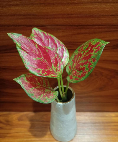 如意皇后水培用什么水好 如意皇后水培用什么水好