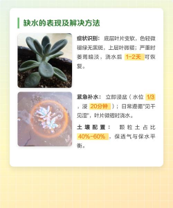 多肉皱是什么原因 多肉皱是什么原因