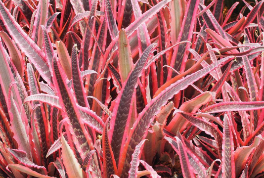 芦荟叶片为什么有红色的 芦荟叶片为什么有红色的