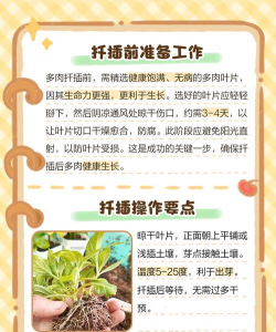 杆插多肉怎么浇水 杆插多肉怎么浇水