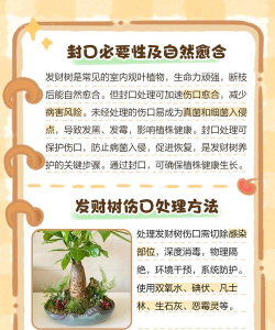 发财树受伤怎么修复 发财树受伤怎么修复