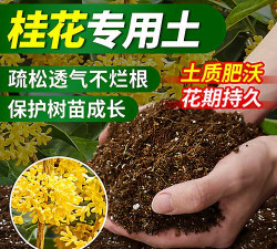 桂花用什么土好 桂花用什么土好