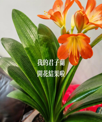 东北为什么养君子兰 东北为什么养君子兰