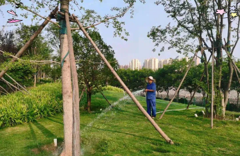 夏季树苗管理技术 夏季树苗管理技术