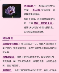 木槿花象征着什么意义 木槿花象征着什么意义