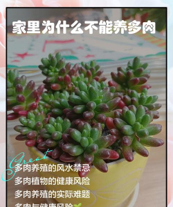 多肉为什么不能随便养 多肉为什么不能随便养