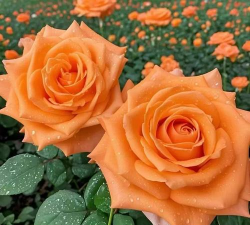 橙色的月季花叫什么 橙色的月季花叫什么