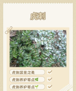 为什么虎刺在上海很难养 为什么虎刺在上海很难养