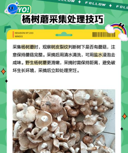 杨树菇高产栽培 杨树菇高产栽培