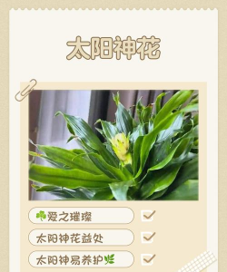 太阳神花卉代表什么作用 太阳神花卉代表什么作用