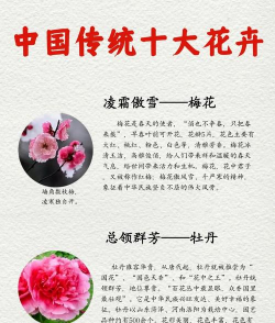 卉的寓意是什么意思 卉的寓意是什么意思