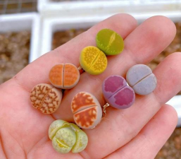 石头杂碎养花 石头杂碎养花