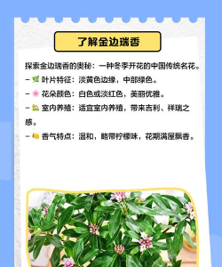 如何种好瑞香 如何种好瑞香