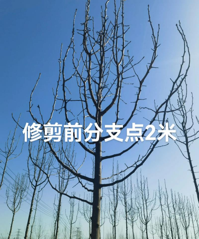 彩叶苗木常见树形与修剪方法 彩叶苗木常见树形与修剪方法