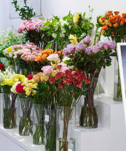 春天的花店里有什么花 春天的花店里有什么花