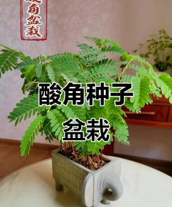 酸角子如何盆栽 酸角子如何盆栽