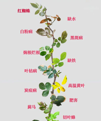 红火球紫薇盆栽病虫害防治 美国紫薇白粉病 烟煤病 蚧壳虫防治 红火球紫薇盆栽病虫害防治 美国紫薇白粉病 烟煤病 蚧壳虫防治