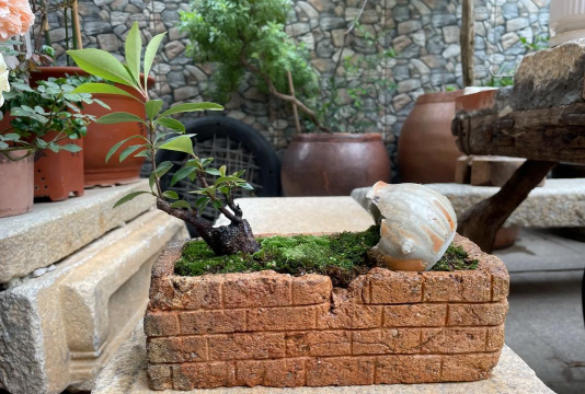 煤砖灰渣养花 煤砖灰渣养花