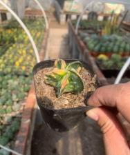 复隆鸾凤玉怎么养 复隆鸾凤玉怎么养