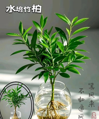 竹柏如何水培生根 竹柏如何水培生根