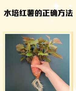 养花妙招红薯 养花妙招红薯