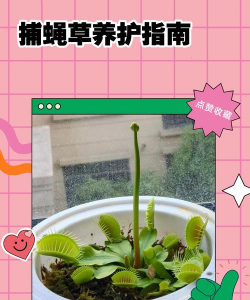 捕蝇草小苗怎么施肥 捕蝇草小苗怎么施肥